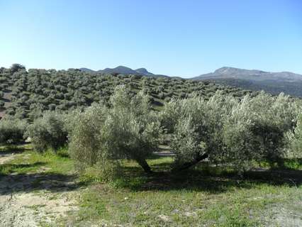 Parcela rústica en venta en Illora