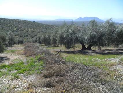 Parcela rústica en venta en Moclín zona Olivares