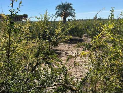 Parcela rústica en venta en Elche/Elx zona Matola