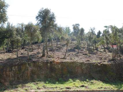 Parcela rústica en venta en Santa Cristina d'Aro