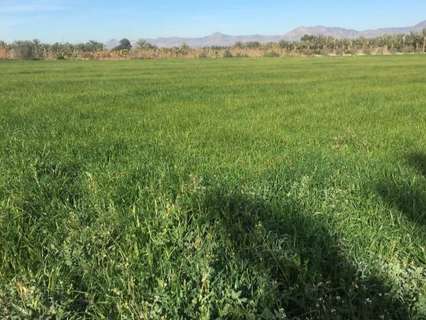 Parcela rústica en venta en Crevillent