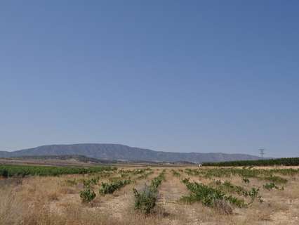 Parcela rústica en venta en El Pinós/Pinoso