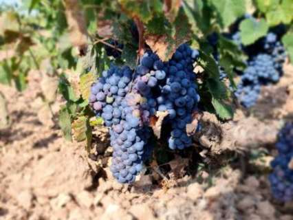 Parcela rústica en venta en El Pinós/Pinoso