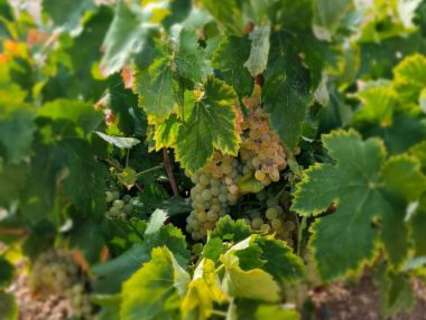 Parcela rústica en venta en Abanilla