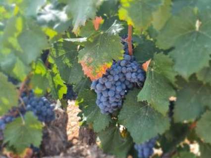 Parcela rústica en venta en Abanilla