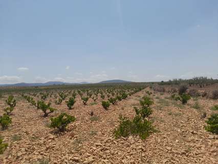 Parcela rústica en venta en El Pinós/Pinoso