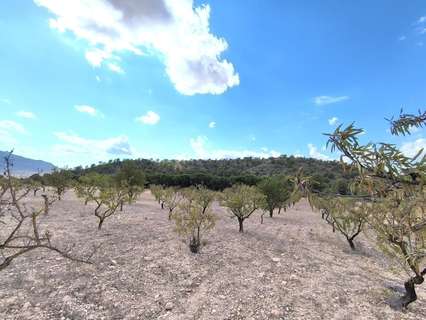 Parcela rústica en venta en Yecla