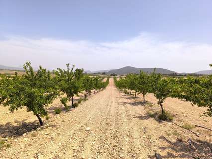 Parcela rústica en venta en El Pinós/Pinoso