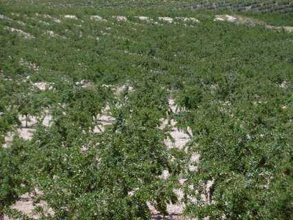 Parcela rústica en venta en Jumilla