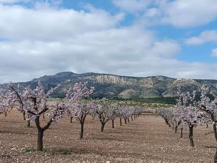Parcela rústica en venta en El Pinós/Pinoso