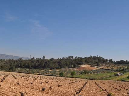 Parcela rústica en venta en Jumilla