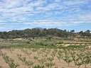 Parcela rústica en venta en Jumilla