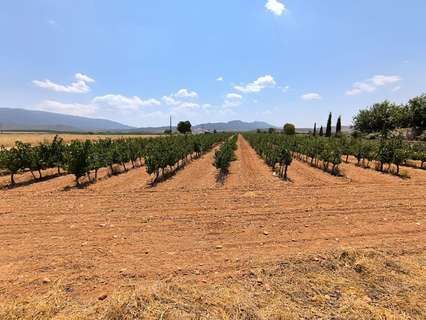 Parcela rústica en venta en Yecla