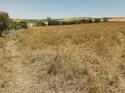 Parcela rústica en venta en Arcos de la Frontera