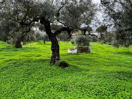 Parcela rústica en venta en Bollullos de la Mitación