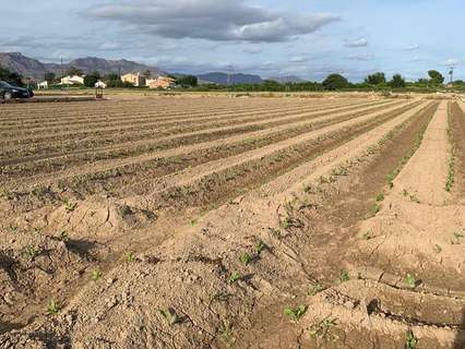 Parcela rústica en venta en Murcia