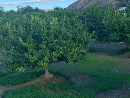 Parcela rústica en venta en Murcia zona Los Ramos