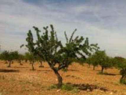 Parcela rústica en venta en Guadix