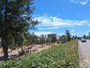 Parcela rústica en venta en Sanlúcar de Barrameda