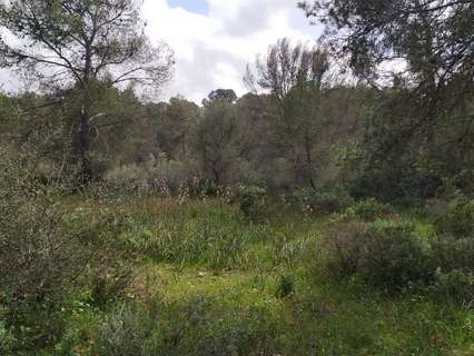 Parcela rústica en venta en Palma de Mallorca