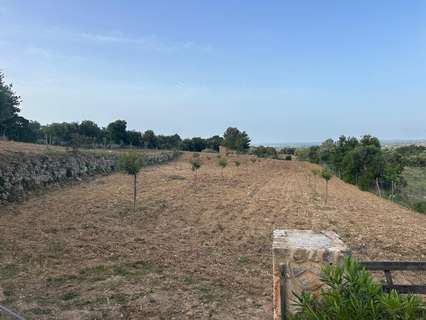 Parcela rústica en venta en Llucmajor