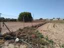 Parcela rústica en venta en Chiclana de la Frontera