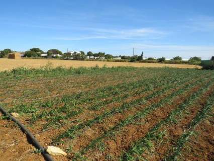 Parcela rústica en venta en Conil de la Frontera