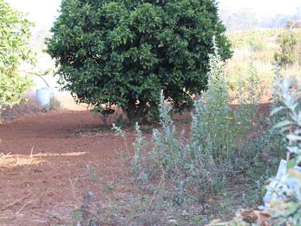 Parcela rústica en venta en Tacoronte