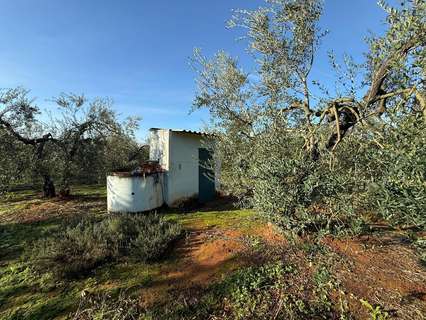 Parcela rústica en venta en Pilas