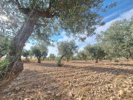 Parcela rústica en venta en El Pinós/Pinoso