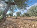 Parcela rústica en venta en El Pinós/Pinoso