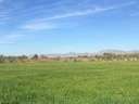 Parcela rústica en venta en Crevillent