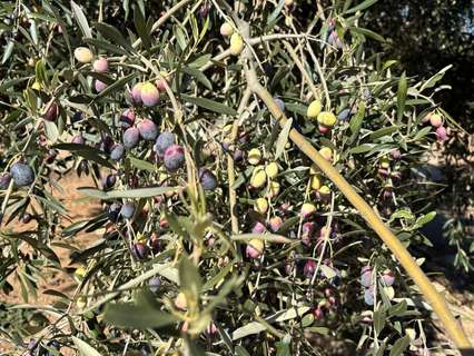 Casa rústica en venta en Xerta