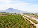 Finca en venta en Callosa de Segura zona Callosa De Segura