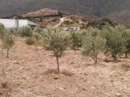 Parcela rústica en venta en Estepona
