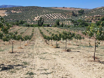 Parcela rústica en venta en Málaga