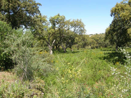 Parcela rústica en venta en San Roque zona Sotogrande
