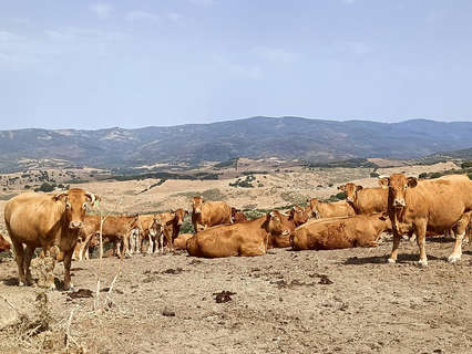 Parcela rústica en venta en Mijas