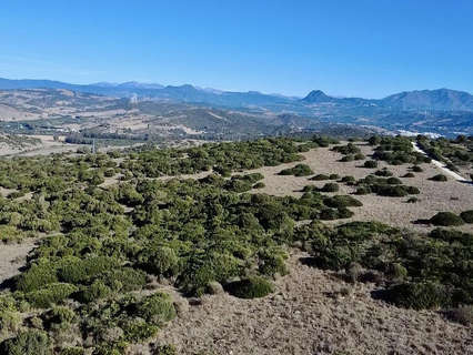 Parcela rústica en venta en San Roque zona Sotogrande