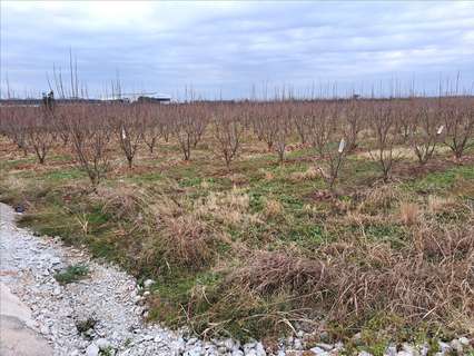 Parcela rústica en venta en Guadassuar