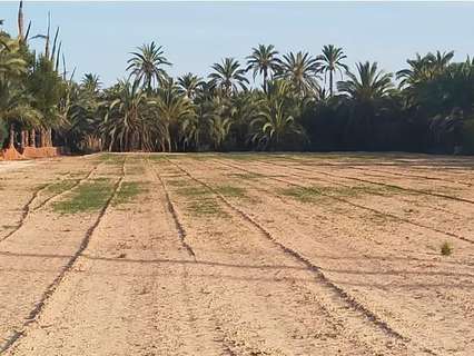 Parcela rústica en venta en Elche/Elx zona La Hoya