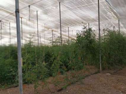 Parcela rústica en venta en Elche/Elx