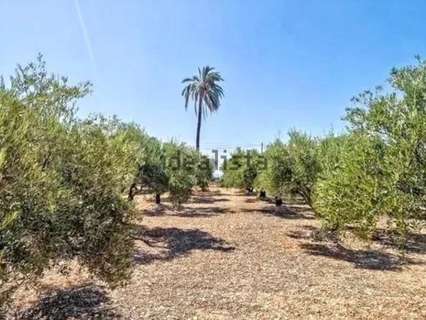 Parcela rústica en venta en Crevillent
