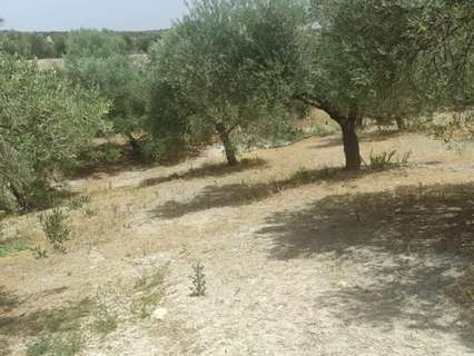 Parcela rústica en venta en Jaén