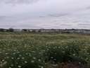 Parcela industrial en venta en Carrión de los Céspedes