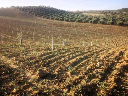 Parcela rústica en venta en Cijuela