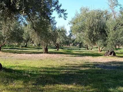 Parcela rústica en venta en Marchal