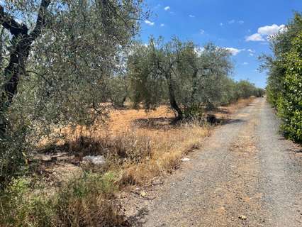 Parcela rústica en venta en Arahal