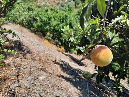 Parcela rústica en venta en Canillas de Aceituno