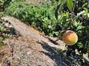Parcela rústica en venta en Canillas de Aceituno